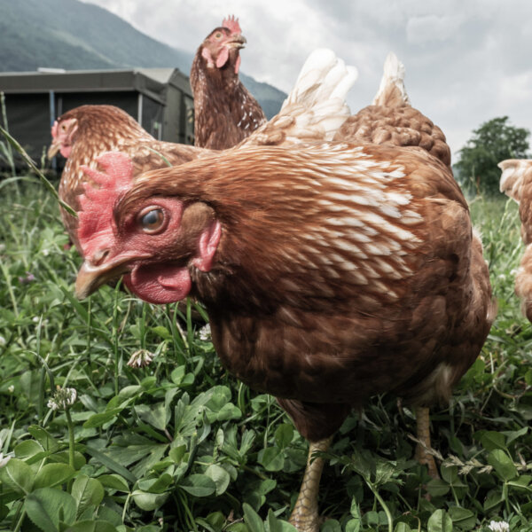 Natuerlich Nidwalden Angebot Veranstaltungen Planung Muh Meh