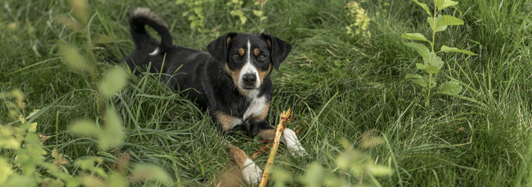 Natuerlich Nidwalden Partner Hero Bielihof