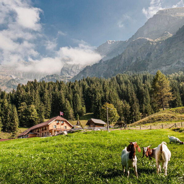 Natuerlich Nidwalden Partner Gastronomie Alpwirtschaft Unterlauelen