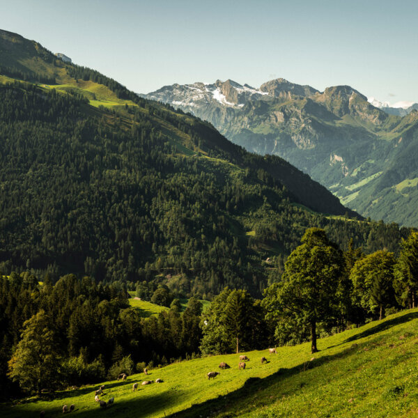 Natuerlich Nidwalden Alpkaeserei Bleiki Impressionen 10