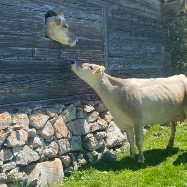 Natuerlich Nidwalden Alpkaeserei Bleiki Impressionen 11