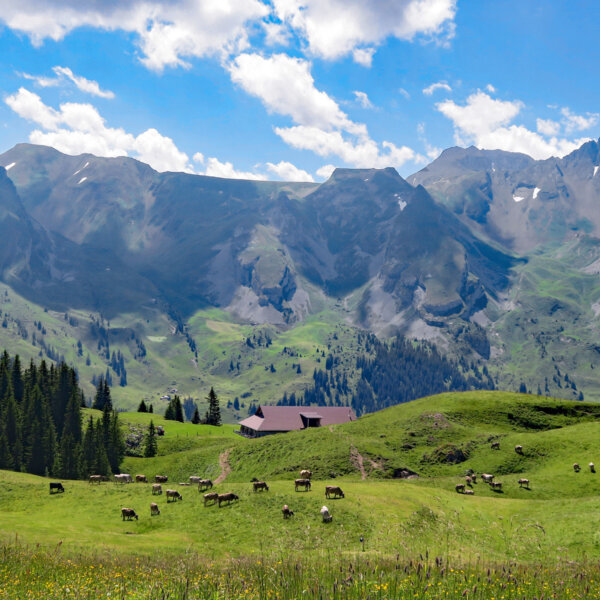 Natuerlich Nidwalden Alpkaeserei Musenalp Impressionen 08
