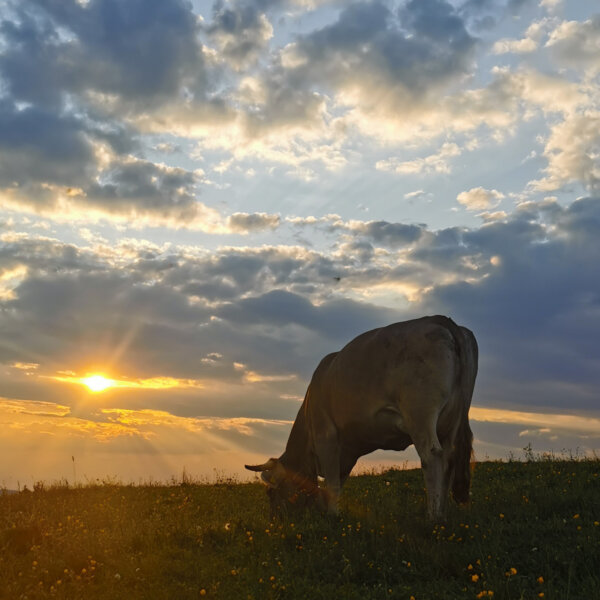 Natuerlich Nidwalden Alpkaeserei Musenalp Impressionen 09