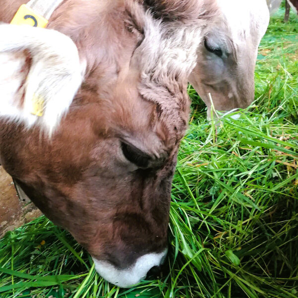 Natuerlich Nidwalden Bauernhof Waser Impressionen 06