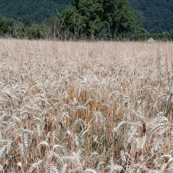 Natuerlich Nidwalden Bauernhof Waser Impressionen 08
