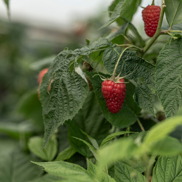 Natuerlich Nidwalden Bielihof Impressionen 04
