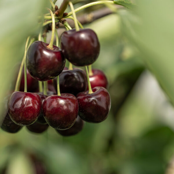 Natuerlich Nidwalden Bielihof Impressionen 07
