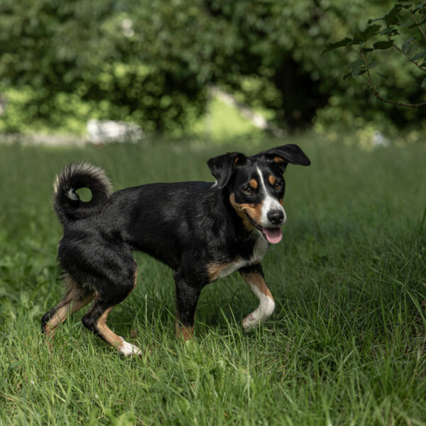 Natuerlich Nidwalden Bielihof Impressionen 08
