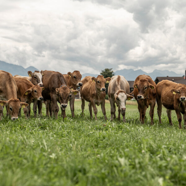 Natuerlich Nidwalden Bielihof Impressionen 09