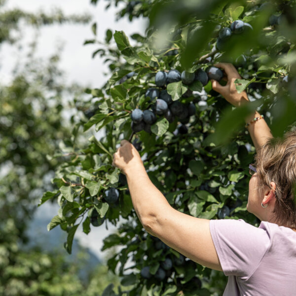Natuerlich Nidwalden Bielihof Impressionen 11
