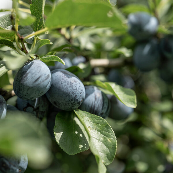 Natuerlich Nidwalden Bielihof Impressionen 12