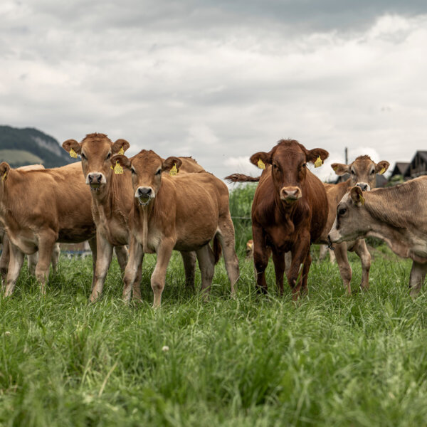 Natuerlich Nidwalden Bielihof Mutterkuhjungtiere