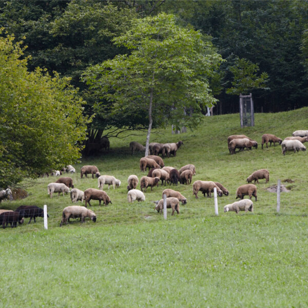 Natuerlich Nidwalden Biohof Hobiel Impressionen 05
