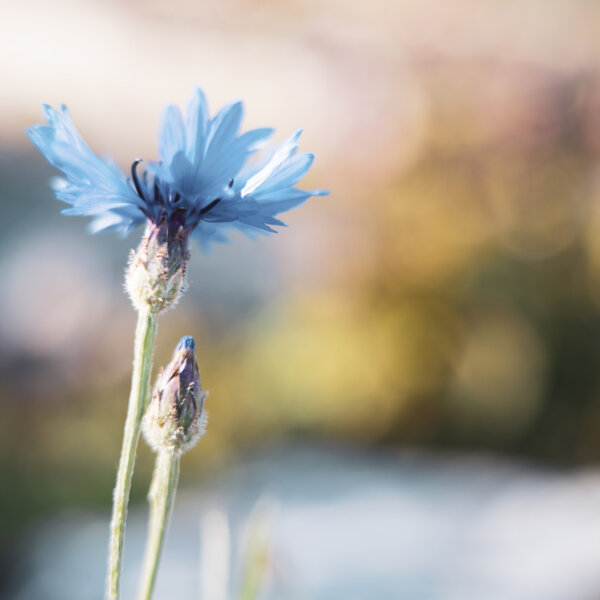 Natuerlich Nidwalden Biohof Ruotzen Blumenkranz