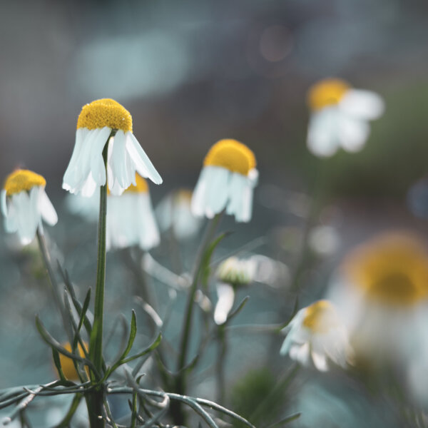 Natuerlich Nidwalden Biohof Ruotzen Impressionen 02
