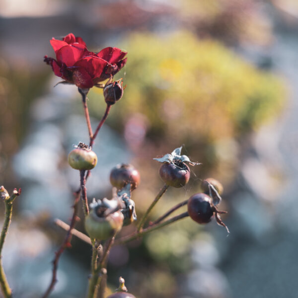 Natuerlich Nidwalden Biohof Ruotzen Impressionen 09