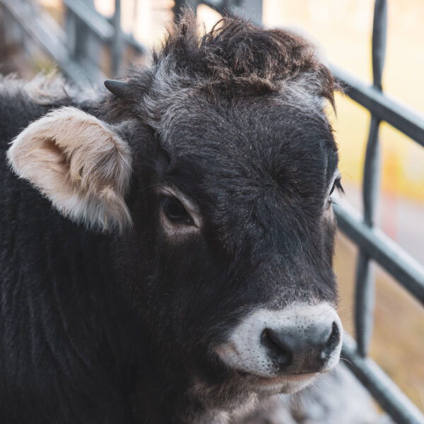 Natuerlich Nidwalden Biohof Ruotzen Impressionen 10
