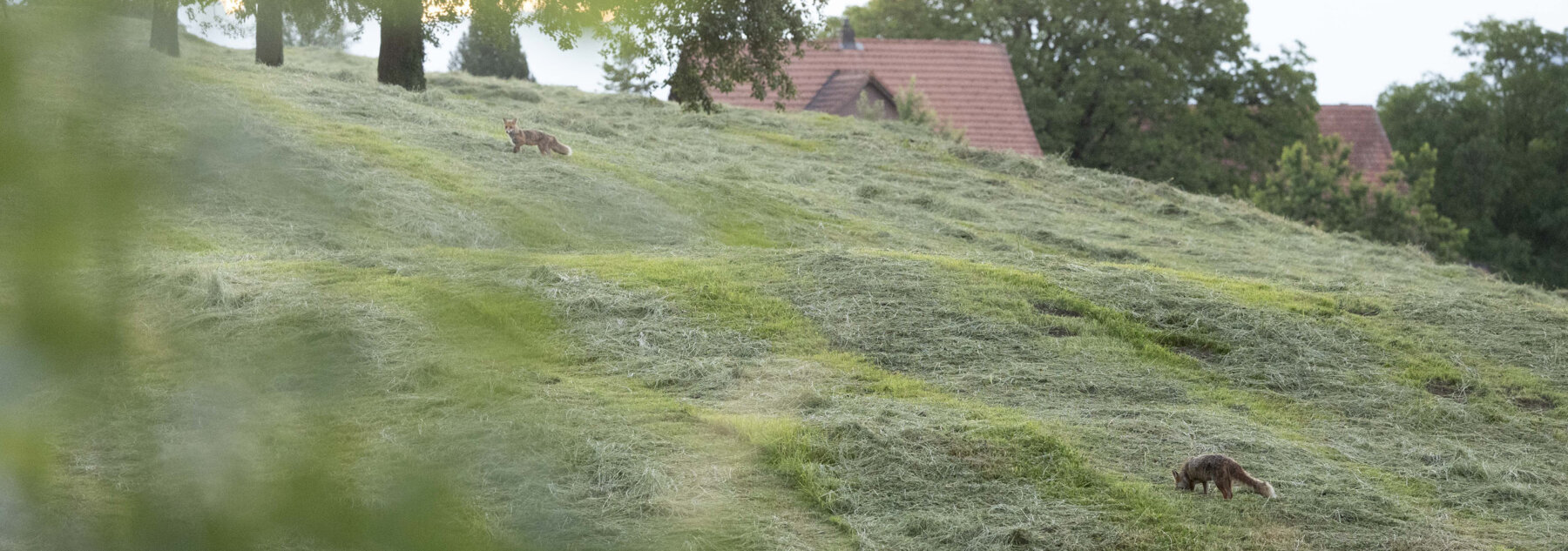Natuerlich Nidwalden Burach Laedeli Hero