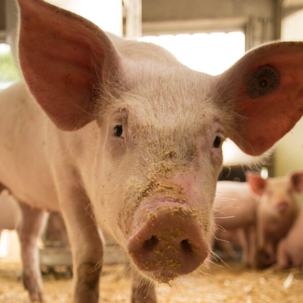 Natuerlich Nidwalden Burach Laedeli Impressionen 07