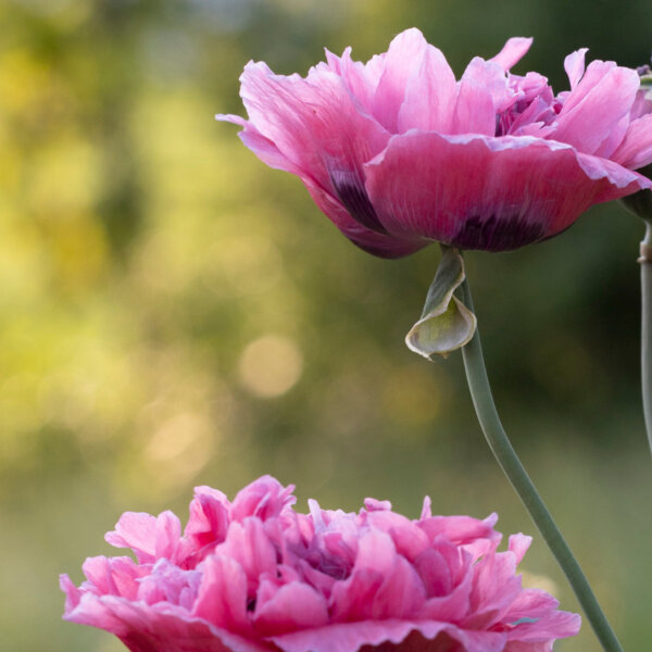 Natuerlich Nidwalden Burach Laedeli Impressionen 08