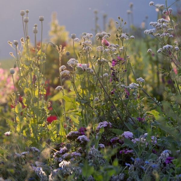 Natuerlich Nidwalden Burach Laedeli Impressionen 09