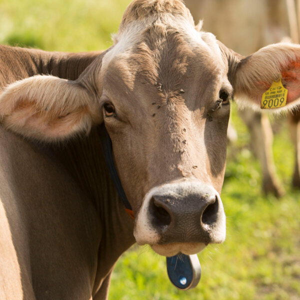 Natuerlich Nidwalden Burach Laedeli Impressionen 10