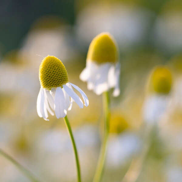 Natuerlich Nidwalden Burach Laedeli Impressionen 11