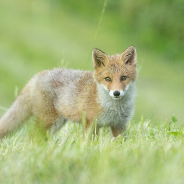 Natuerlich Nidwalden Burach Laedeli Impressionen 12