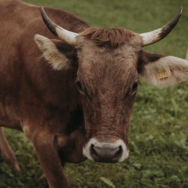 Natuerlich Nidwalden Erlebnishof Untermisli Impressionen 08