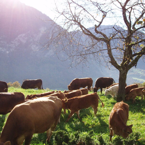 Natuerlich Nidwalden Erlebnishof Vorsaess Impressionen 04