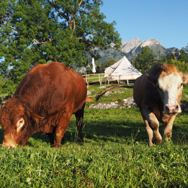 Natuerlich Nidwalden Erlebnishof Vorsaess Impressionen 06