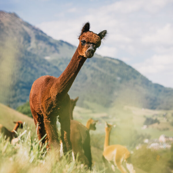 Natuerlich Nidwalden Fluehlers Farm Impressionen 01