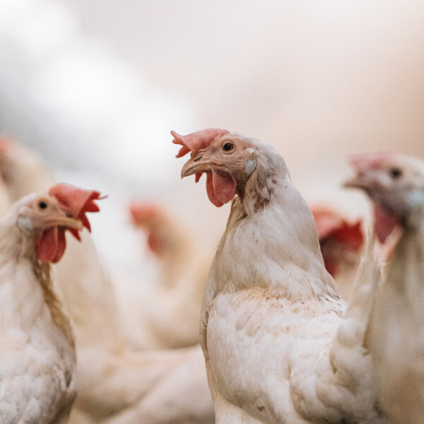 Natuerlich Nidwalden Fluehlers Farm Impressionen 12