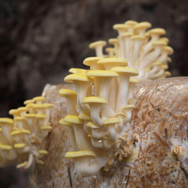 Natuerlich Nidwalden Gotthard Bio Pilze Gelber Pleurotus