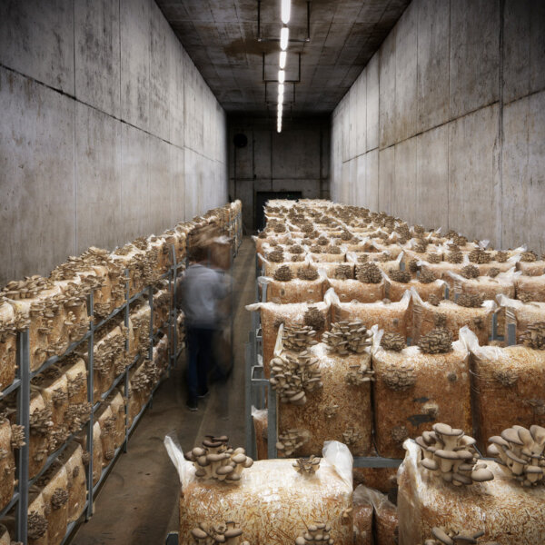 Natuerlich Nidwalden Gotthard Bio Pilze Impressionen 02