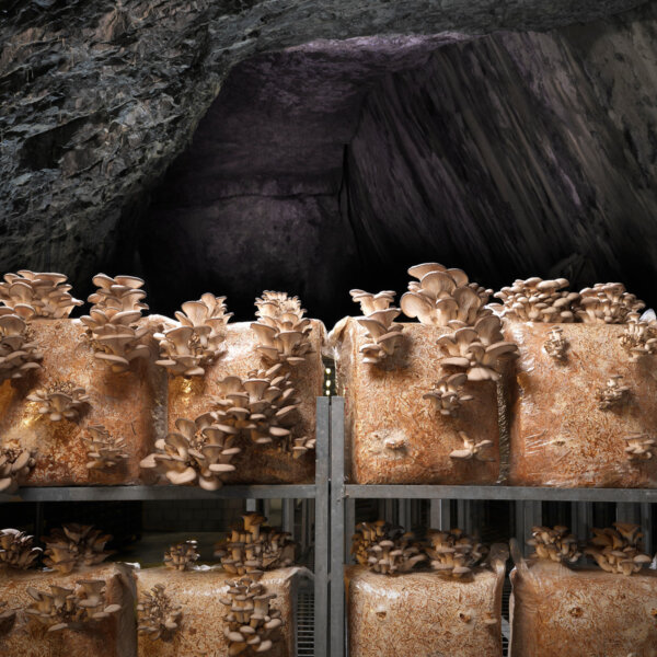 Natuerlich Nidwalden Gotthard Bio Pilze Impressionen 03