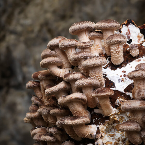 Natuerlich Nidwalden Gotthard Bio Pilze Impressionen 04