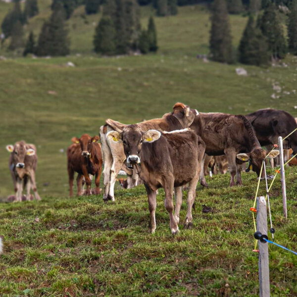 Natuerlich Nidwalden Hiaesigs Impressionen 03