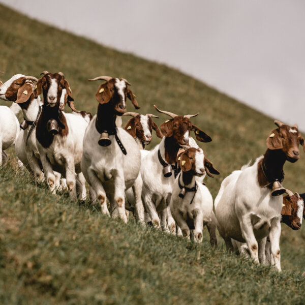 Natuerlich Nidwalden Hiaesigs Impressionen 09