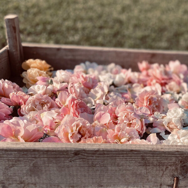 Natuerlich Nidwalden Hiaesigs Impressionen 11