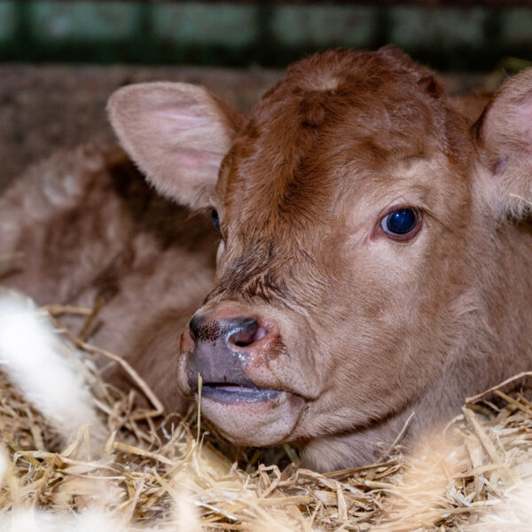 Natuerlich Nidwalden Hof Loh Impressionen 02