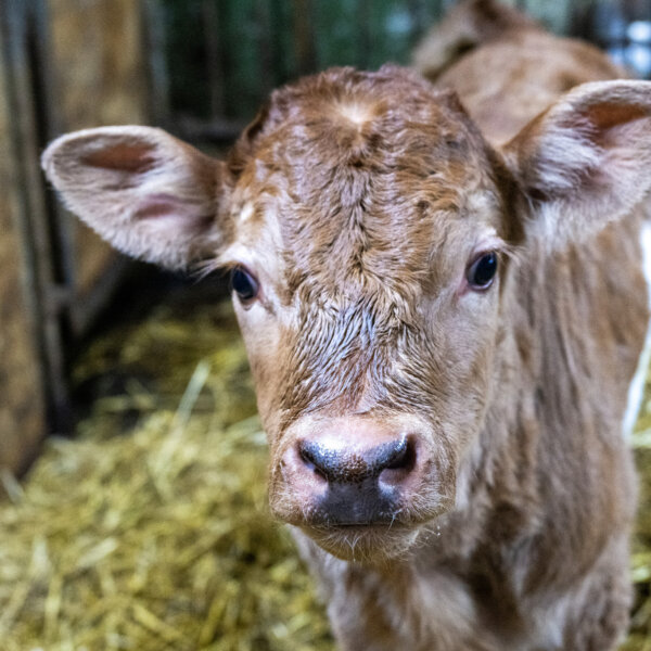Natuerlich Nidwalden Hof Loh Impressionen 04