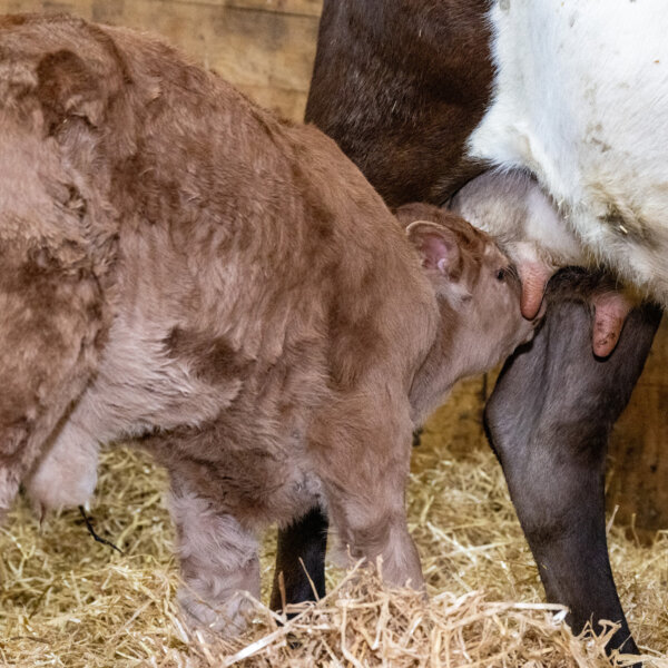 Natuerlich Nidwalden Hof Loh Impressionen 06