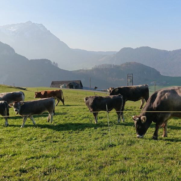 Natuerlich Nidwalden Hof Murmatt Bio Fleisch