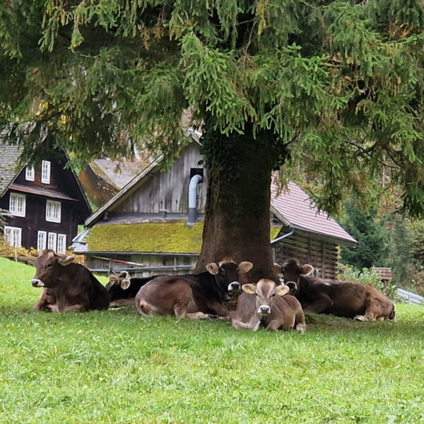 Natuerlich Nidwalden Hof Reinerz Impressionen 07