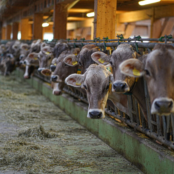 Natuerlich Nidwalden Huismatt Chaesi Impressionen 05