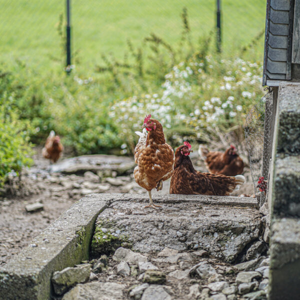 Natuerlich Nidwalden Huismatt Chaesi Impressionen 09