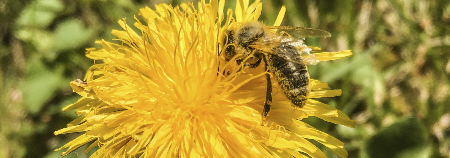 Natuerlich Nidwalden Imkerei Christen Hero