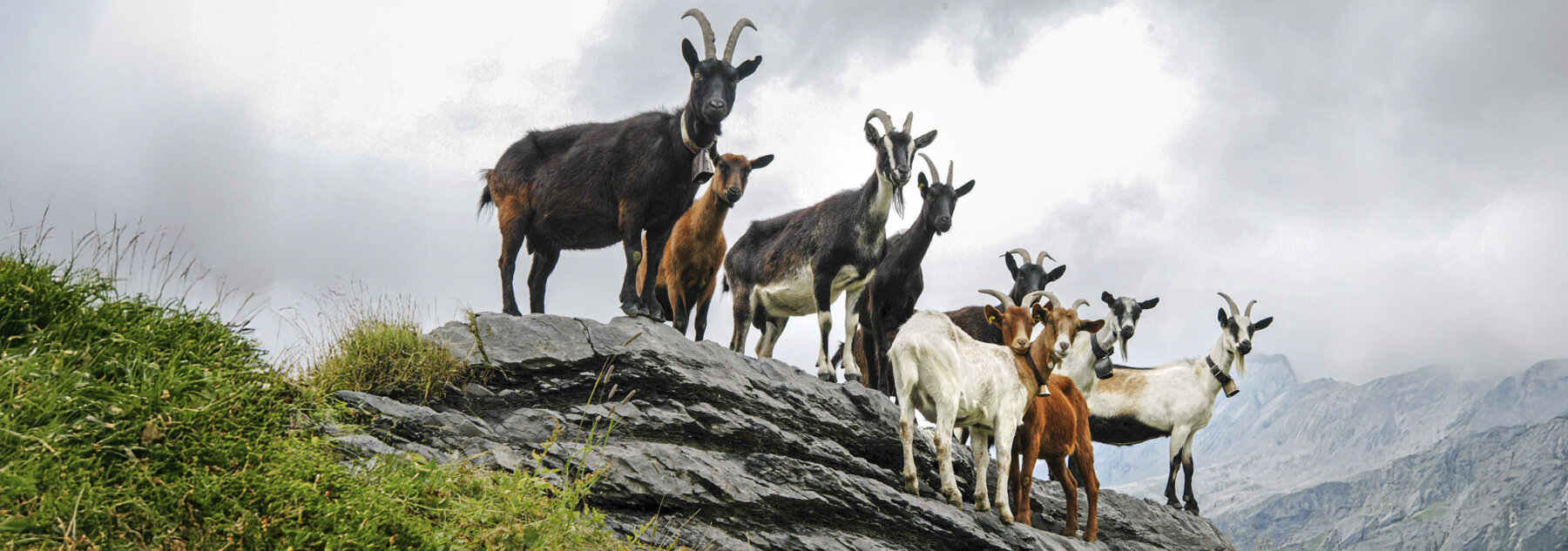 Natuerlich Nidwalden Kaeserei Odermatt Hero