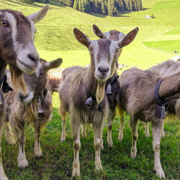 Natuerlich Nidwalden Kaeserei Odermatt Impressionen 02